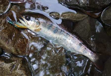 接近戦のイワナ釣り ～長良川水系～